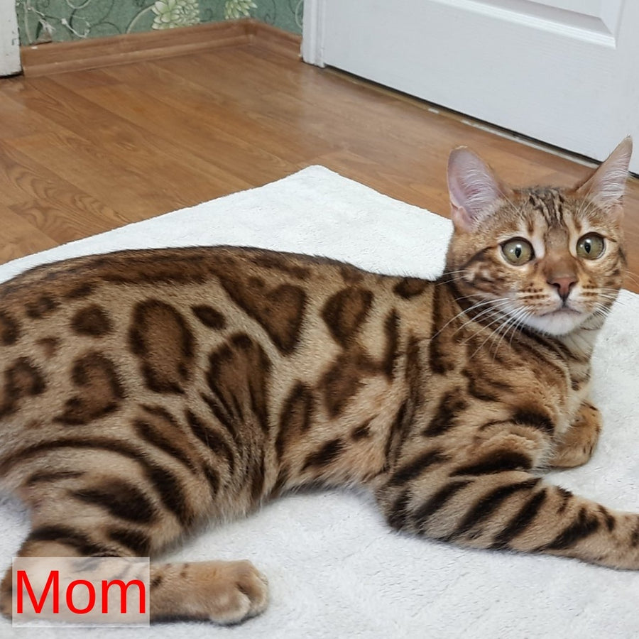 Zuri Bengal female, black spotted tabby