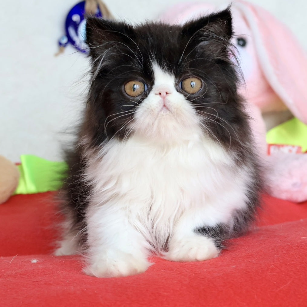 Yum Yum Persian male, black bicolour