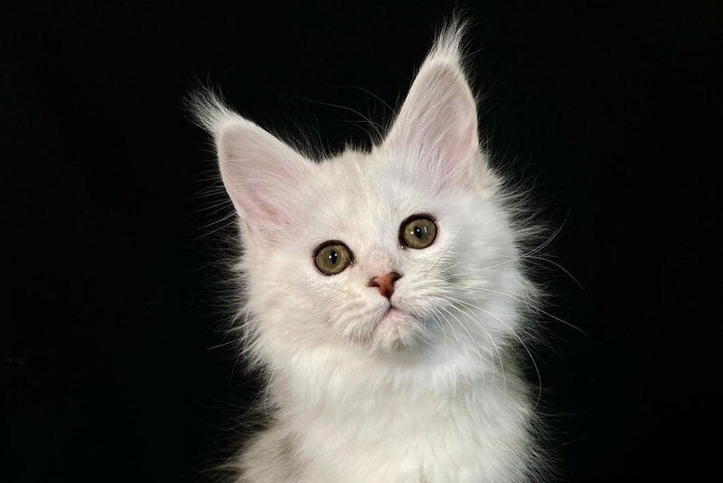 Emily Maine Coon female black tortie silver shaded live animals