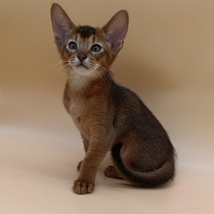 Morgan Abyssinian male, black