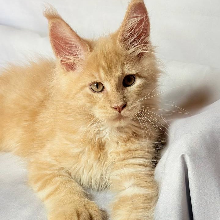 Lazarus Maine Coon polydactyl 6x6x6x6 male, cream silver tabby