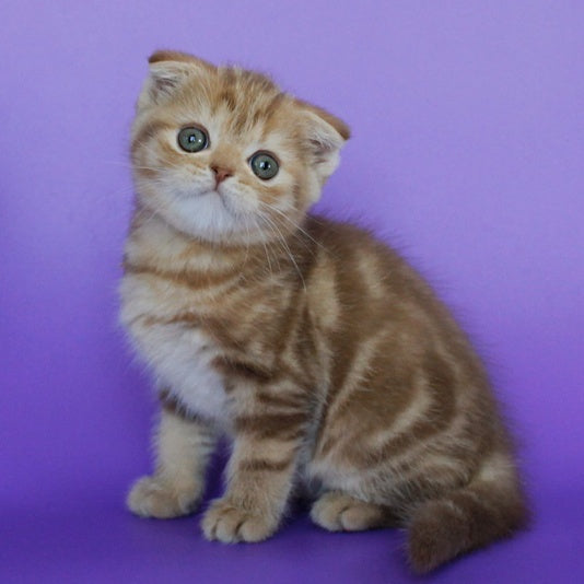 Uman Scottish Fold male, cinnamon tabby