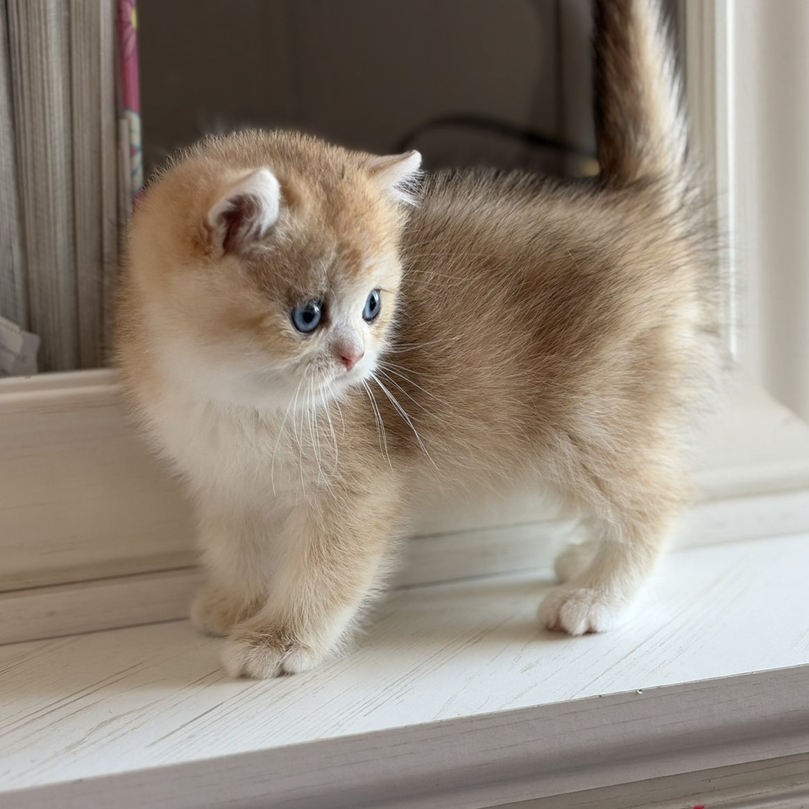 Nick British Shorthair male, black golden chinchilla