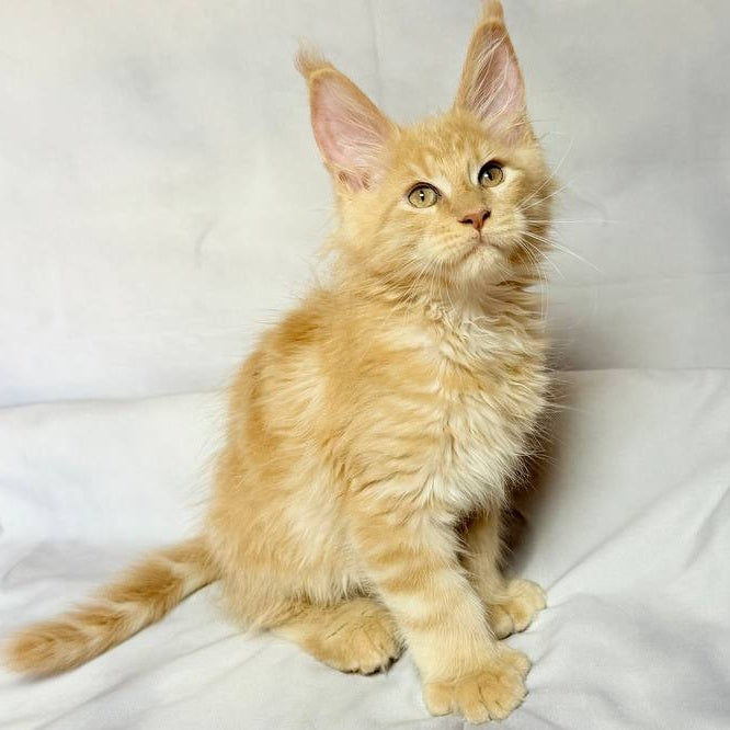 Lazarus Maine Coon polydactyl 6x6x6x6 male, cream silver tabby