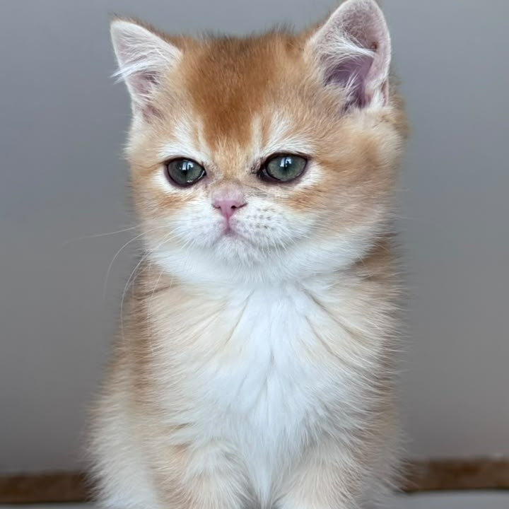 Zein British Shorthair male, chocolate golden chinchilla