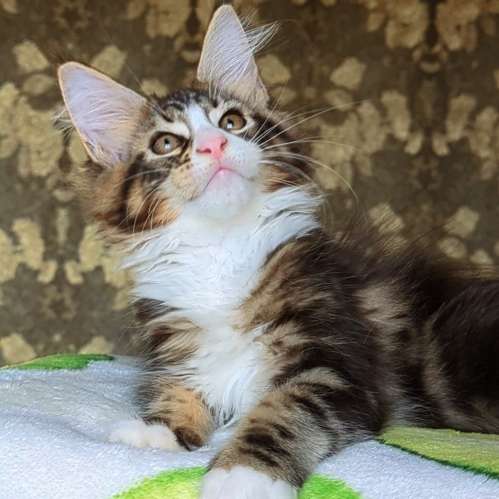 Haridvari Maine Coon female, black tabby with white