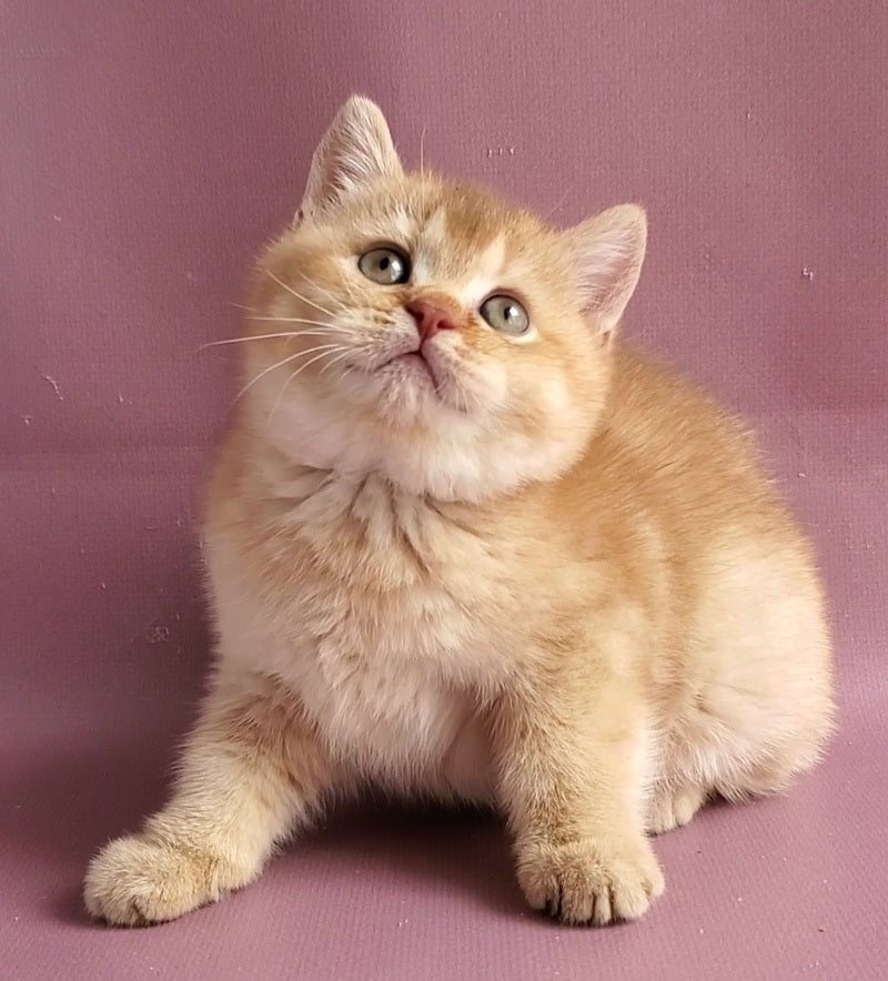 Ralph British Shorthair male cinnamon golden shaded - live animals