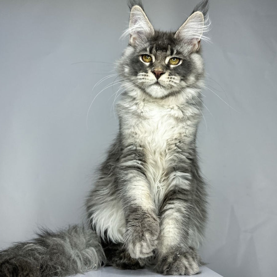 Bekka Maine Coon female, blue ticked tabby