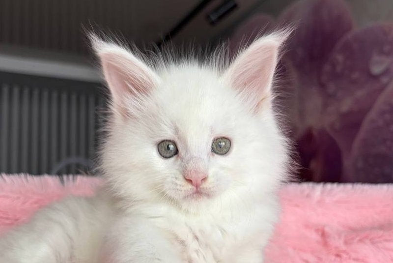 White Angel Maine Coon male white - live animals