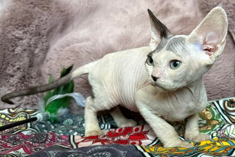 Van Devon Rex male, black harlequin