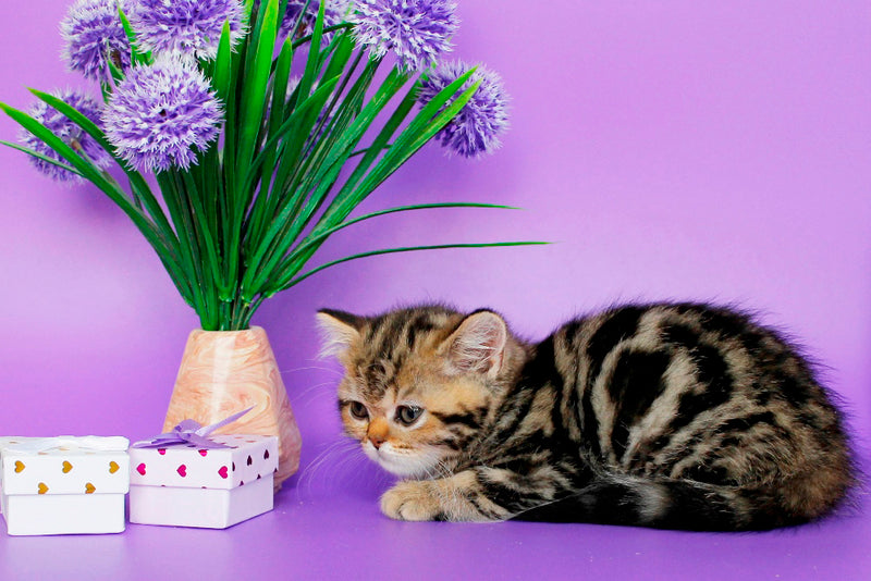 Rose British Shorthair female, black tabby