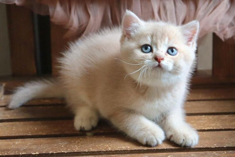 Stianly British Shorthair male, lilac golden shaded