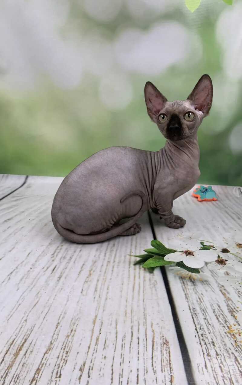 Polina Bambino female black - live animals