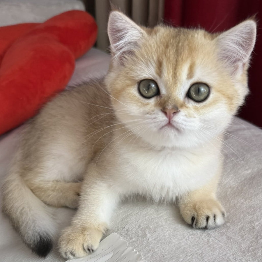 Elvira Scottish Straight female, black golden shaded