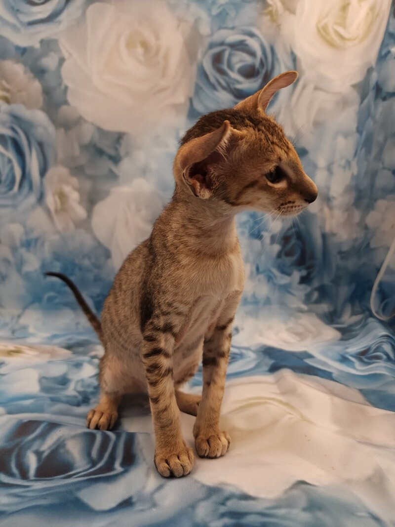 Pollyanna Oriental Shorthair female black tortie spotted tabby - live animals