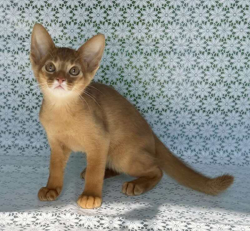 Baks Abyssinian male sorrel - live animals
