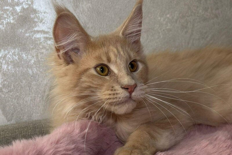 Buddy Maine Coon male, cream
