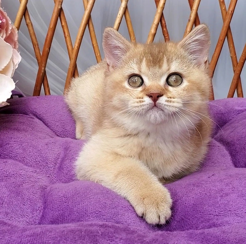Ralph British Shorthair male cinnamon golden shaded - live animals