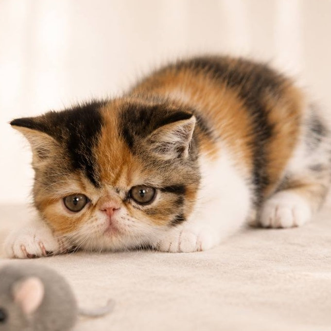 Аriel Exotic female, black tortie bicolour tabby