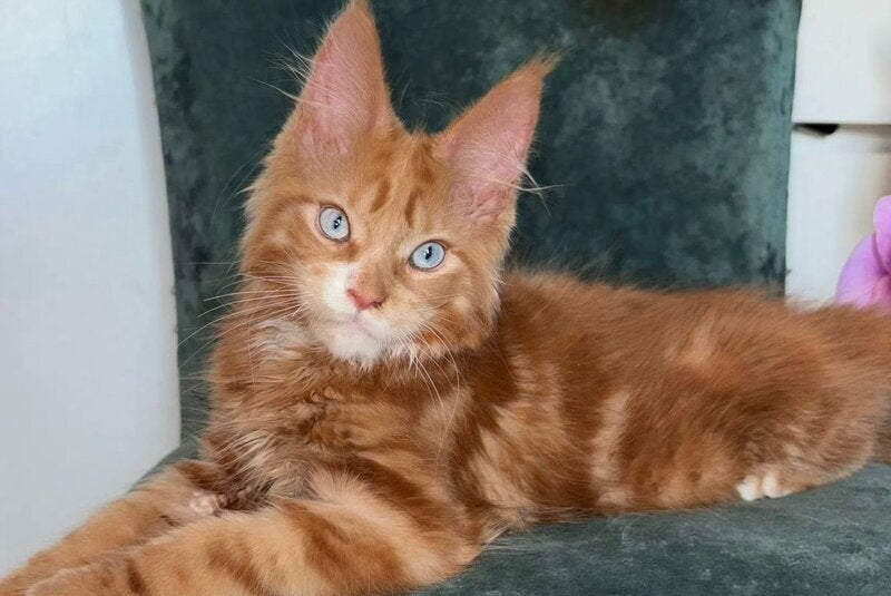 Archer Maine Coon male, red tabby