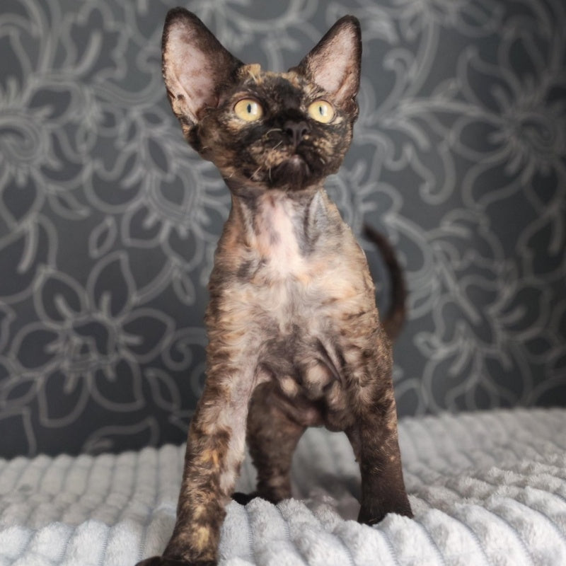 Chelsea Devon Rex female, black tortie