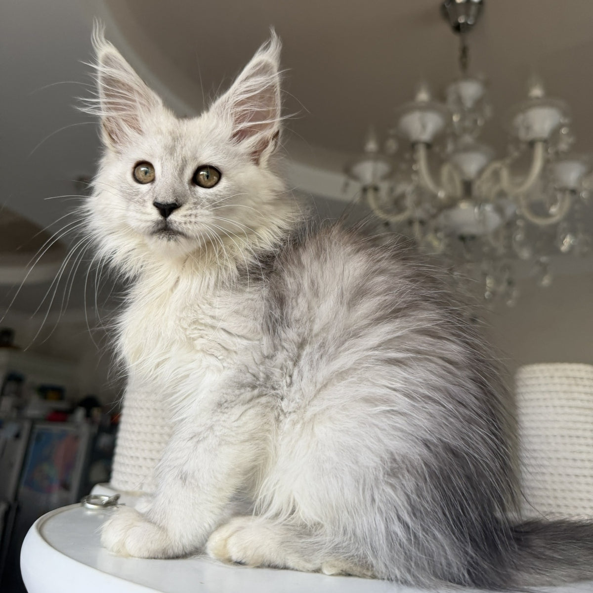 Diora Maine Coon female, black silver shaded