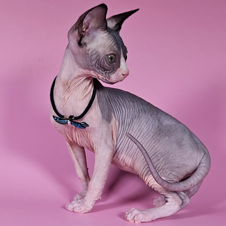Basalt Canadian Sphynx male, black bicolour