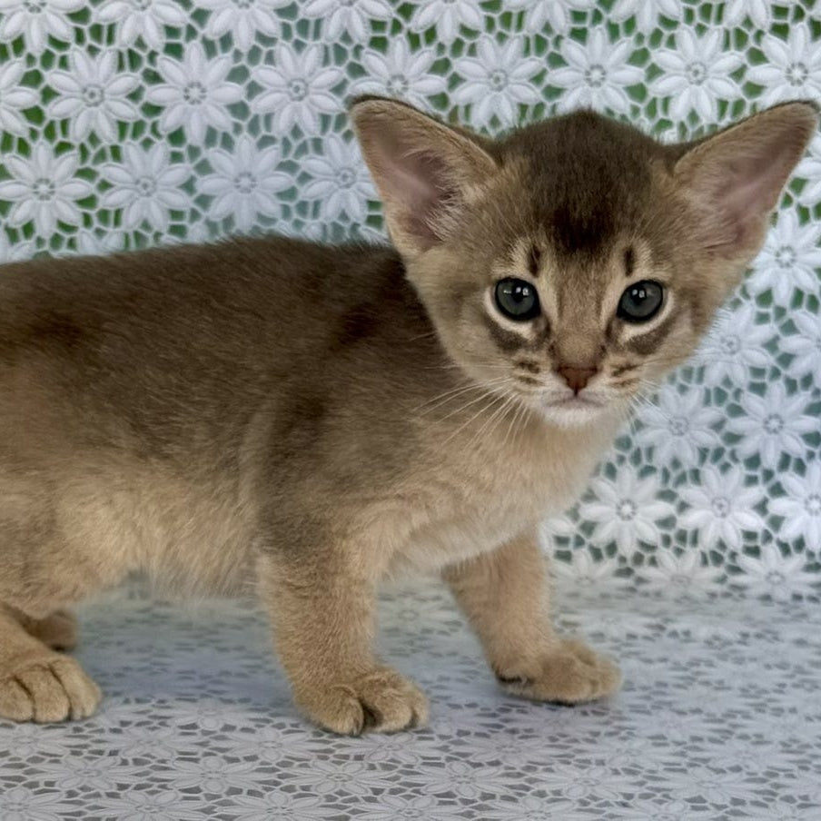 Hiron Abyssinian male, blue