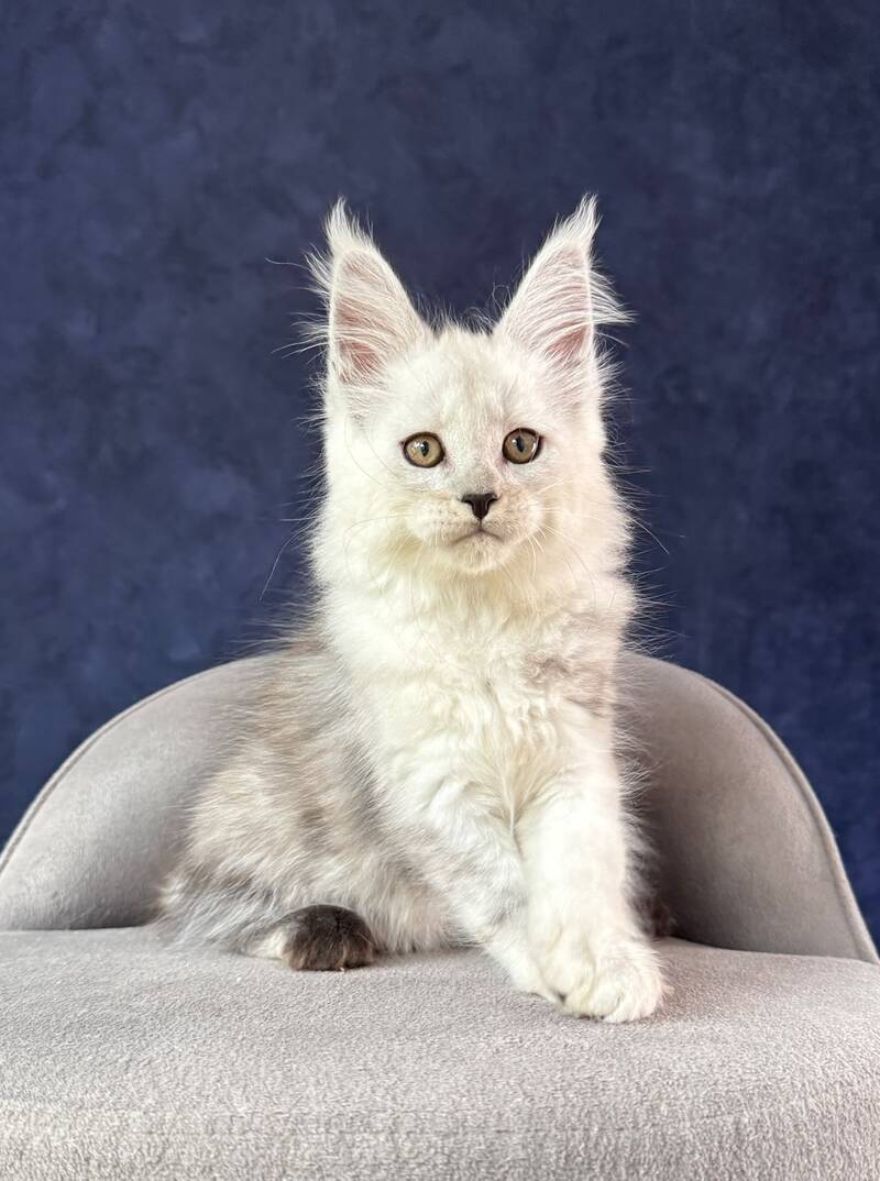 Effect Maine Coon male, black silver