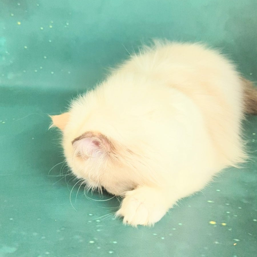Nelli Persian female, blue tortie pointed bicolour
