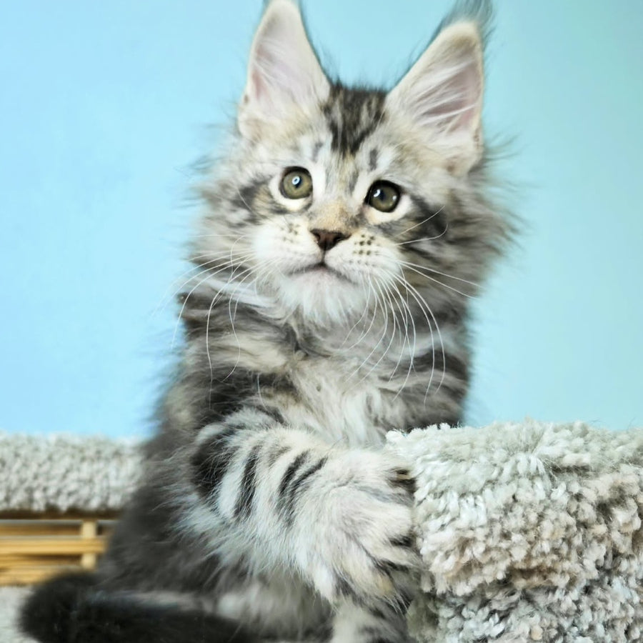 Henry Maine Coon male, black silver tabby