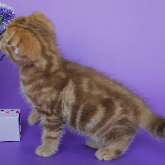 Uman Scottish Fold male, cinnamon tabby