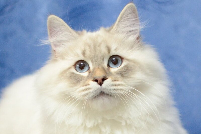 Urik Siberian male, blue tabby pointed