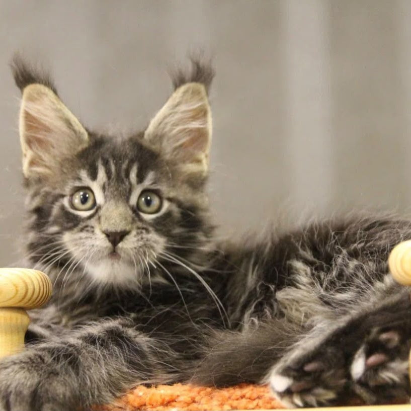 Ricky Maine Coon male, black tabby with white