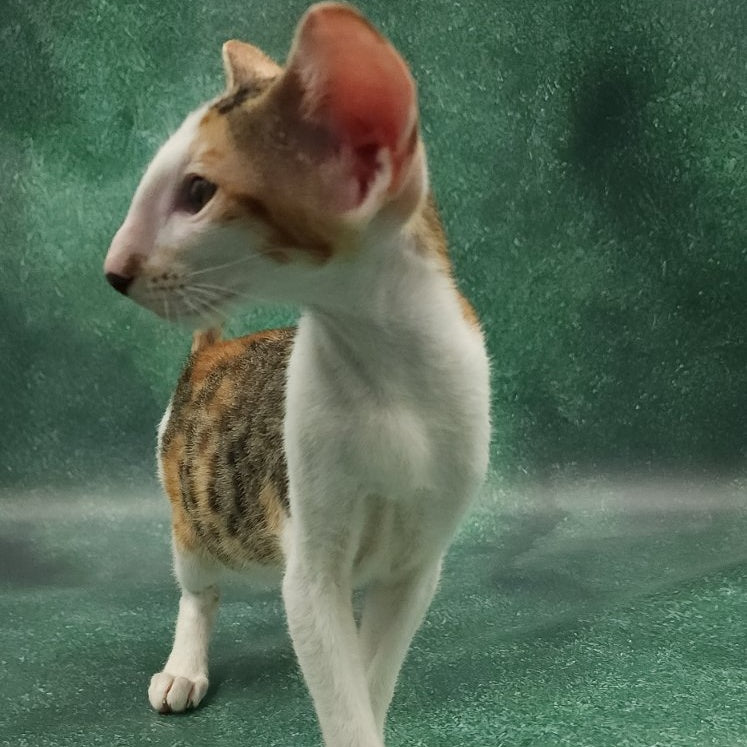 Zеndaya Oriental Shorthair female, black tortie spotted tabby harlequin