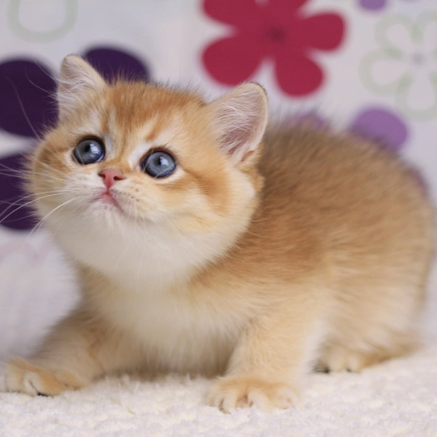 Aurora British Shorthair female, black golden chinchilla