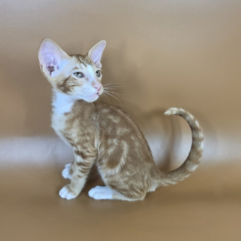 Xylan Oriental Shorthair male, red tabby mitted