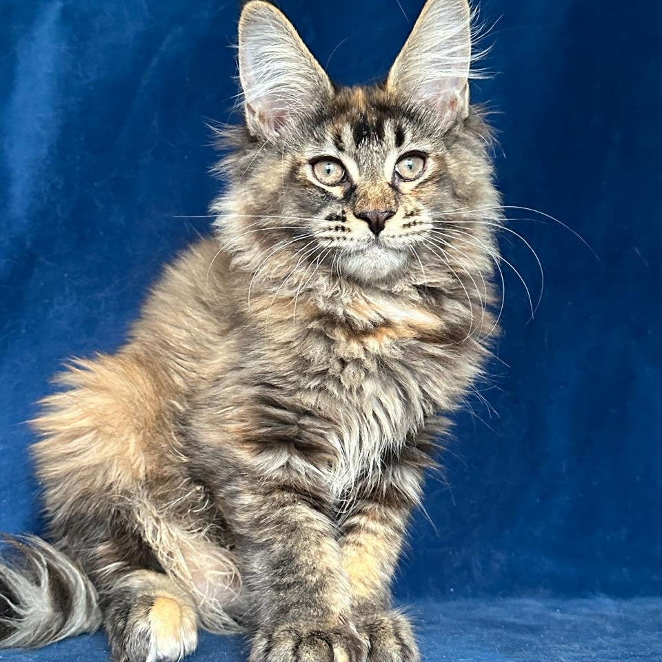 Lapushka Maine Coon ffemale, black tortie ticked tabby