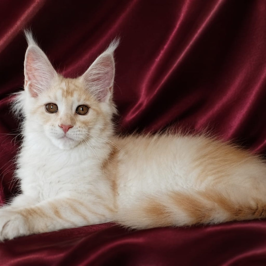 Vitas Maine Coon male, red silver tabby