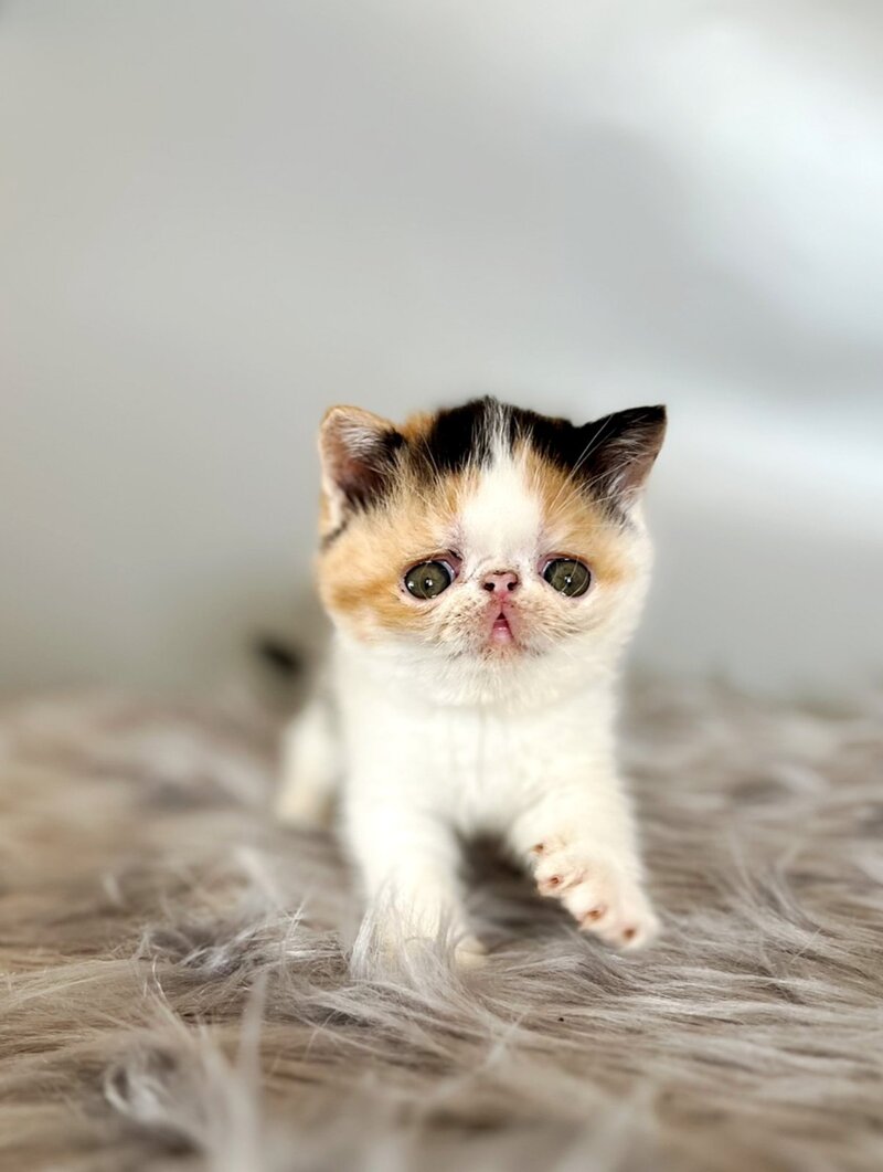 Zara Exotic female, black tortie bicolour