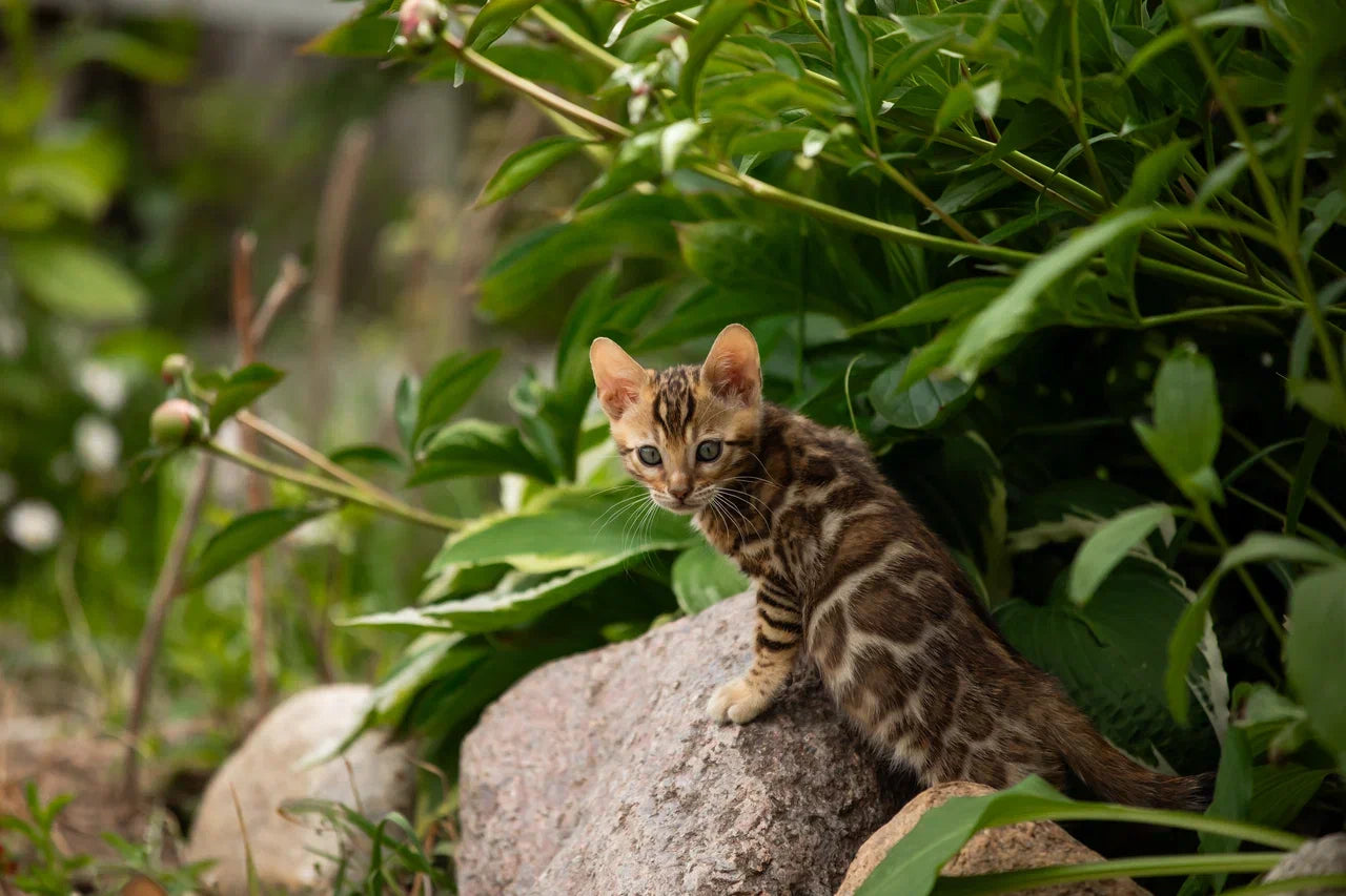 Valentino Bengal male, black spotted tabby