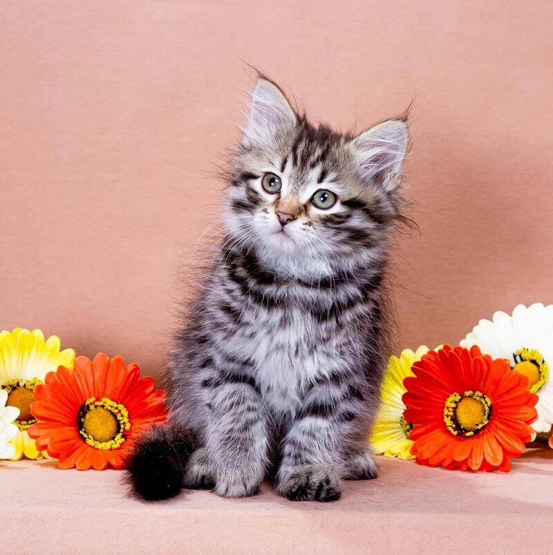 Dastin Siberian male black spotted tabby - live animals