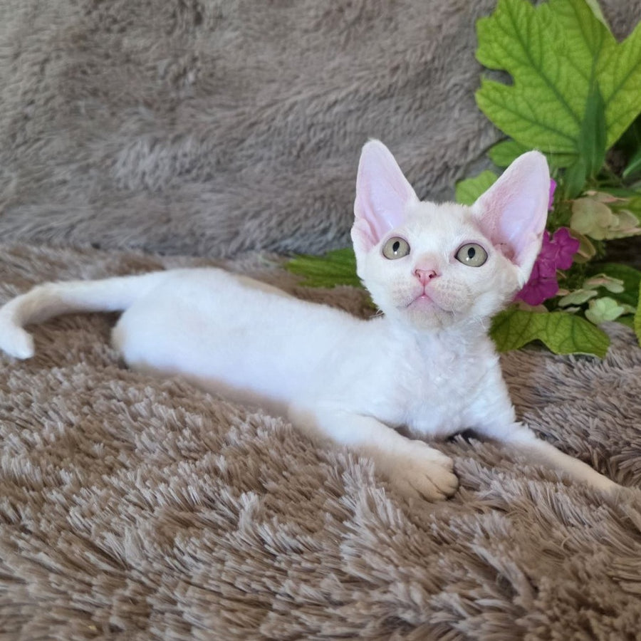 Waikiki Devon Rex female, white