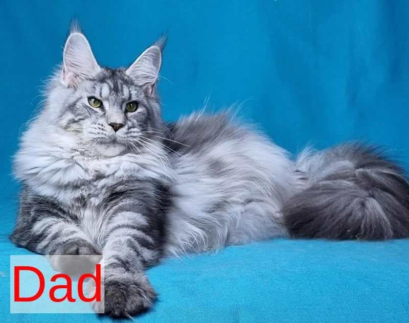 Raven Maine Coon male black silver live animals