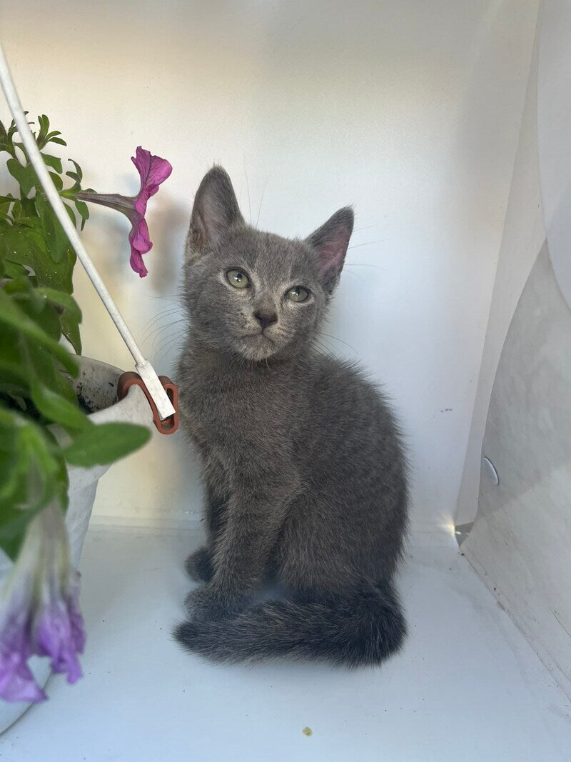 Nik Russian Blue male, blue