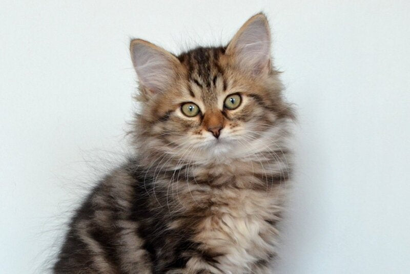 Sophia Siberian female, black tabby