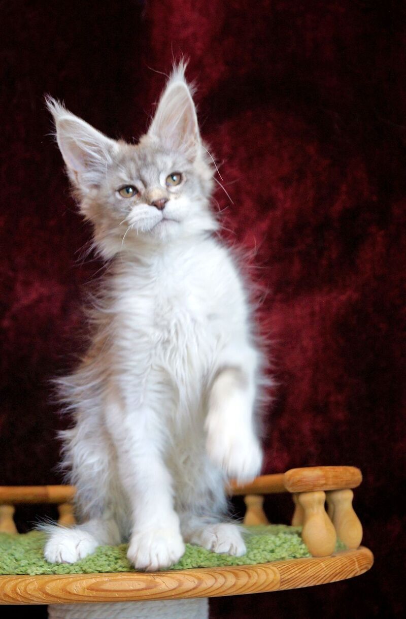 Korol Maine Coon male blue silver bicolour tabby - live animals