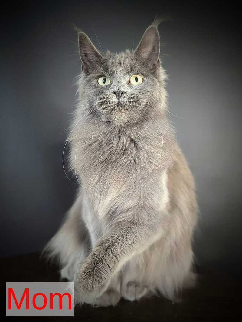 Baron Maine Coon polydactyl male, blue