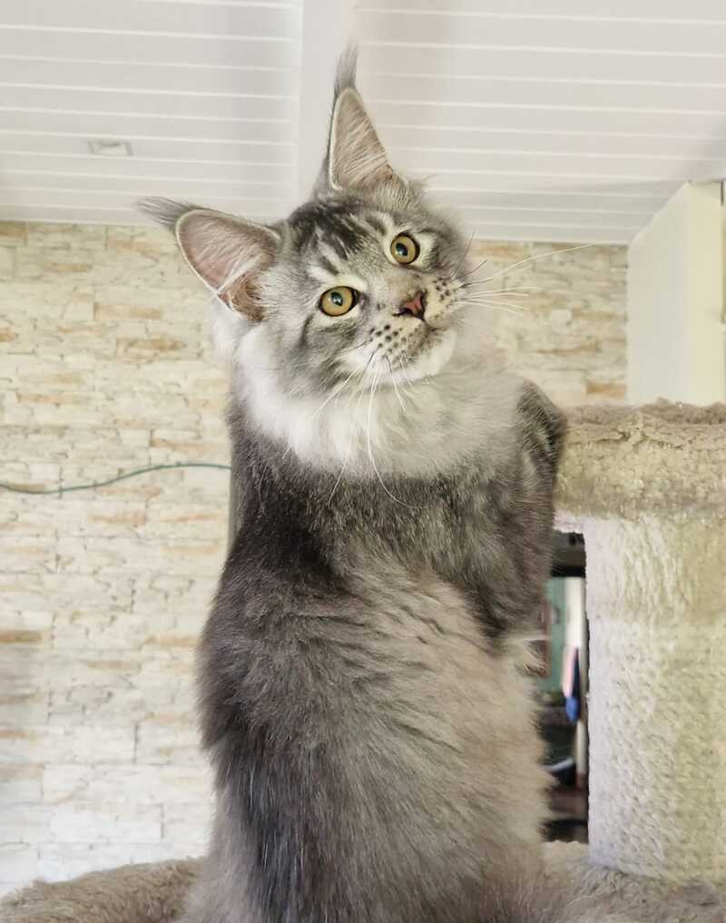 Arseny Maine Coon male, black silver ticked tabby