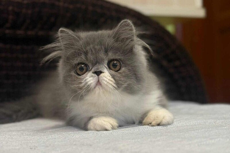 Isabel Persian female, blue bicolour